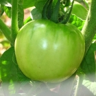 Green Tomato Salsa
